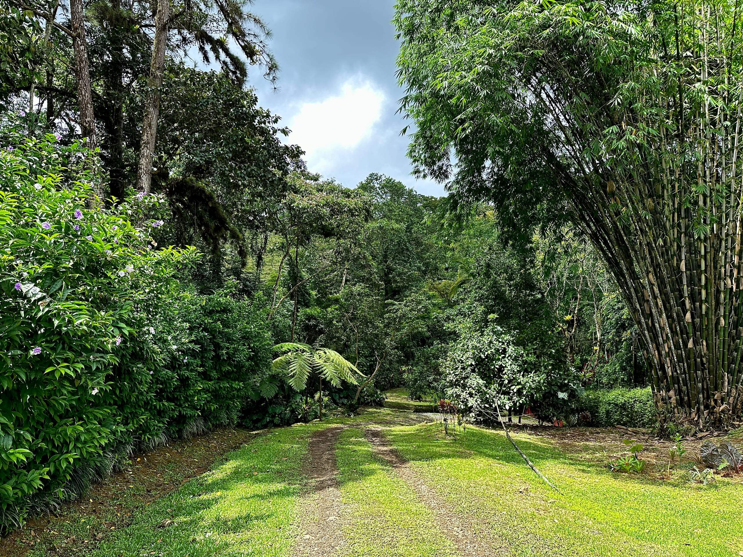 A stand of mature bamboo at the edge of the clearing