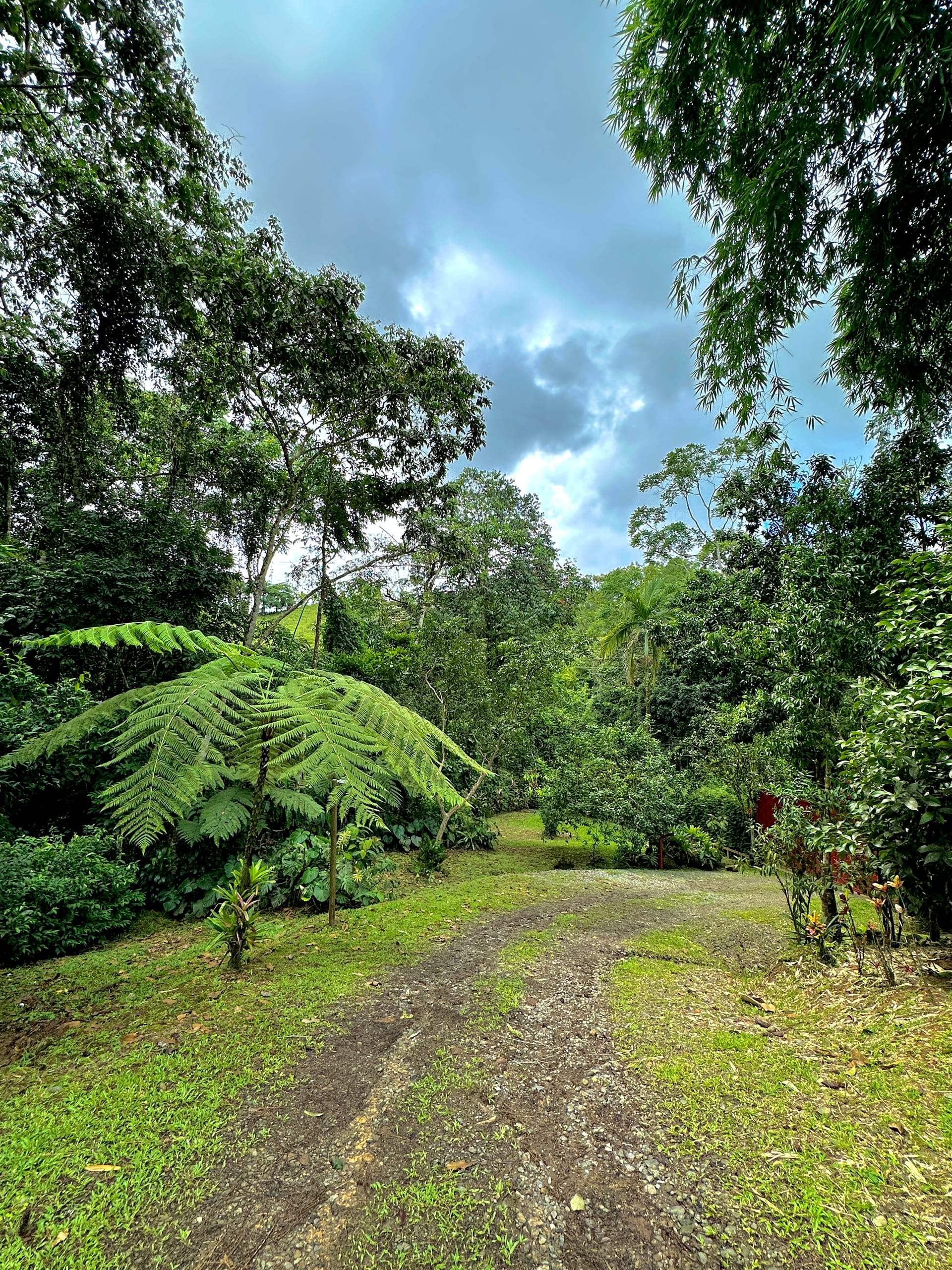 The path running beside the bamboo