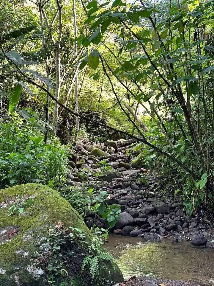 The creek running over rock through the forest