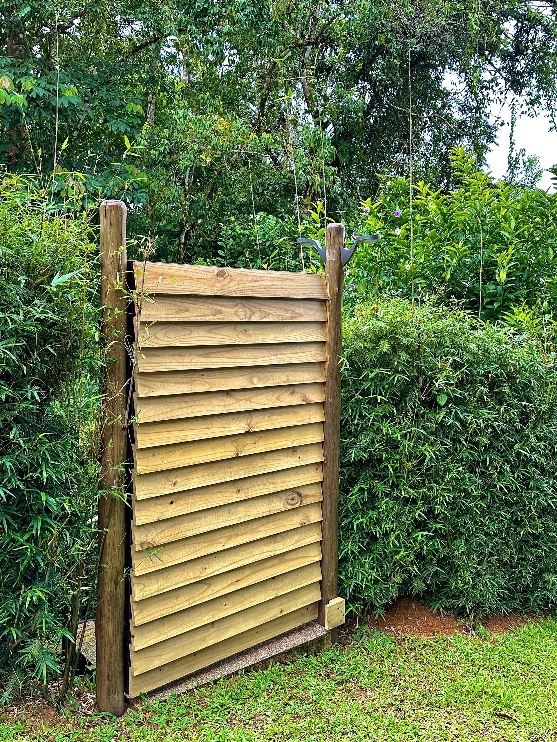 The bamboo hedge closing in the garden