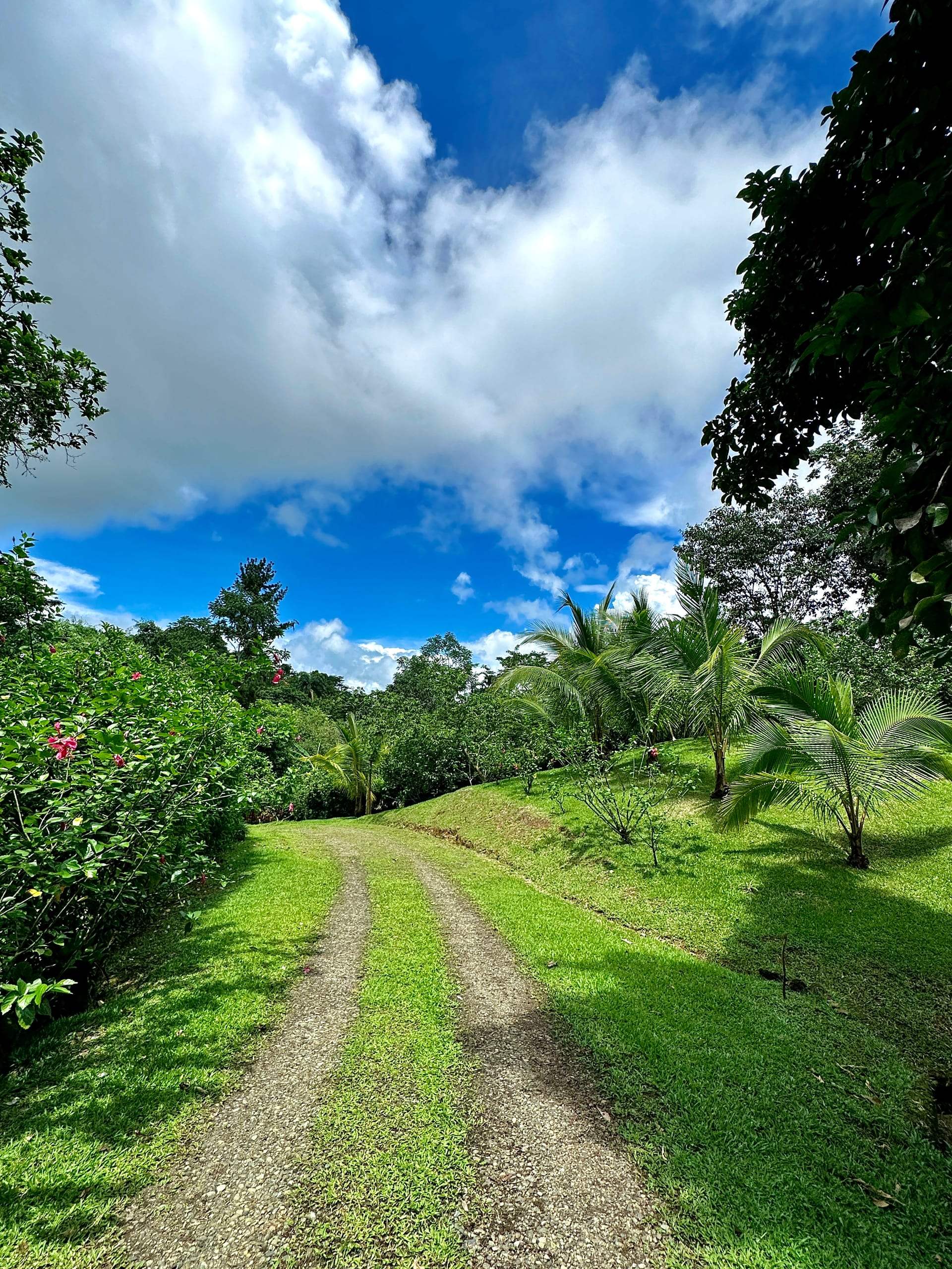 A green track across the finca under a wide cloudy sky