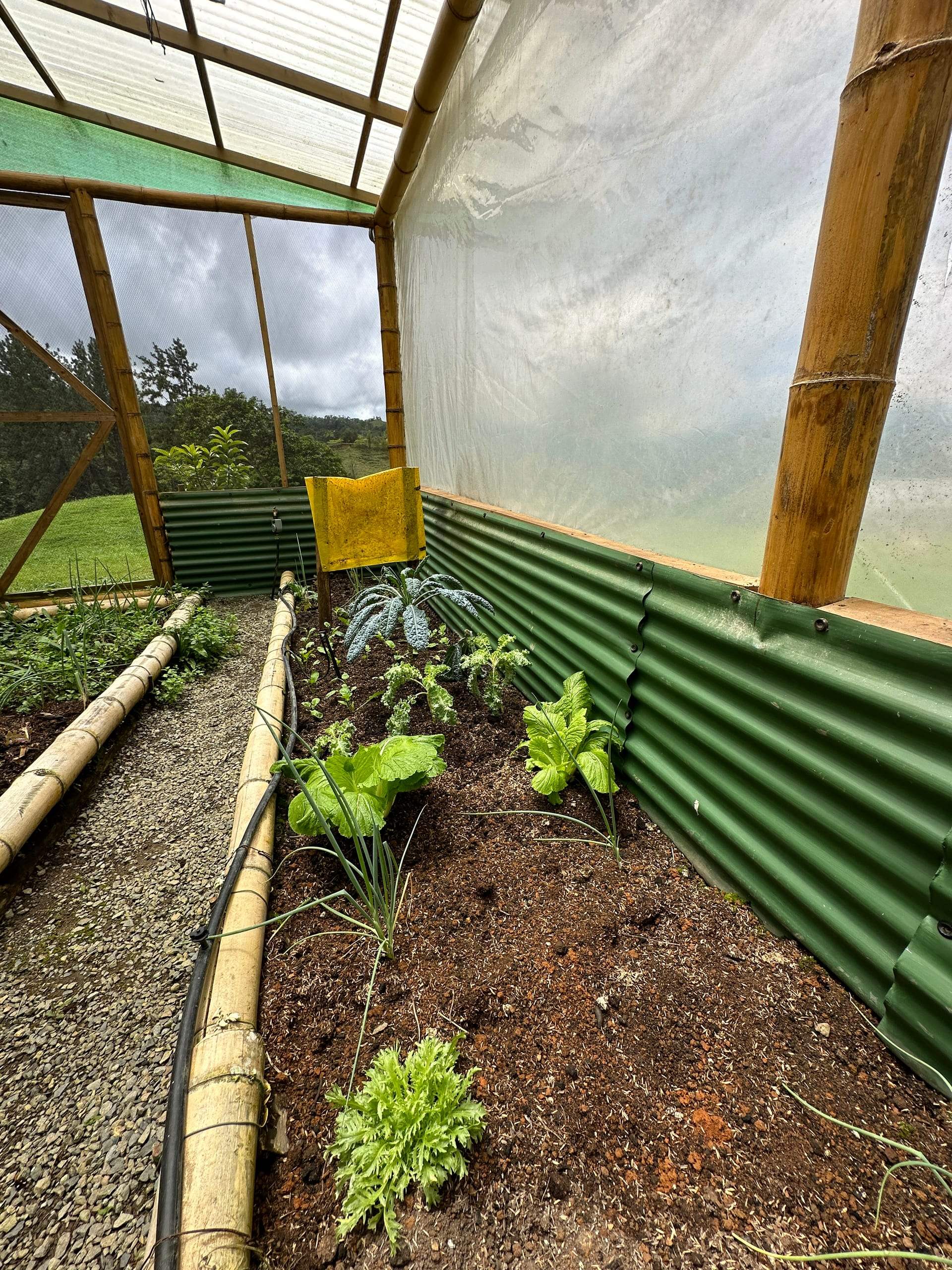 Seedlings in a bed, the mountain visible through the open end