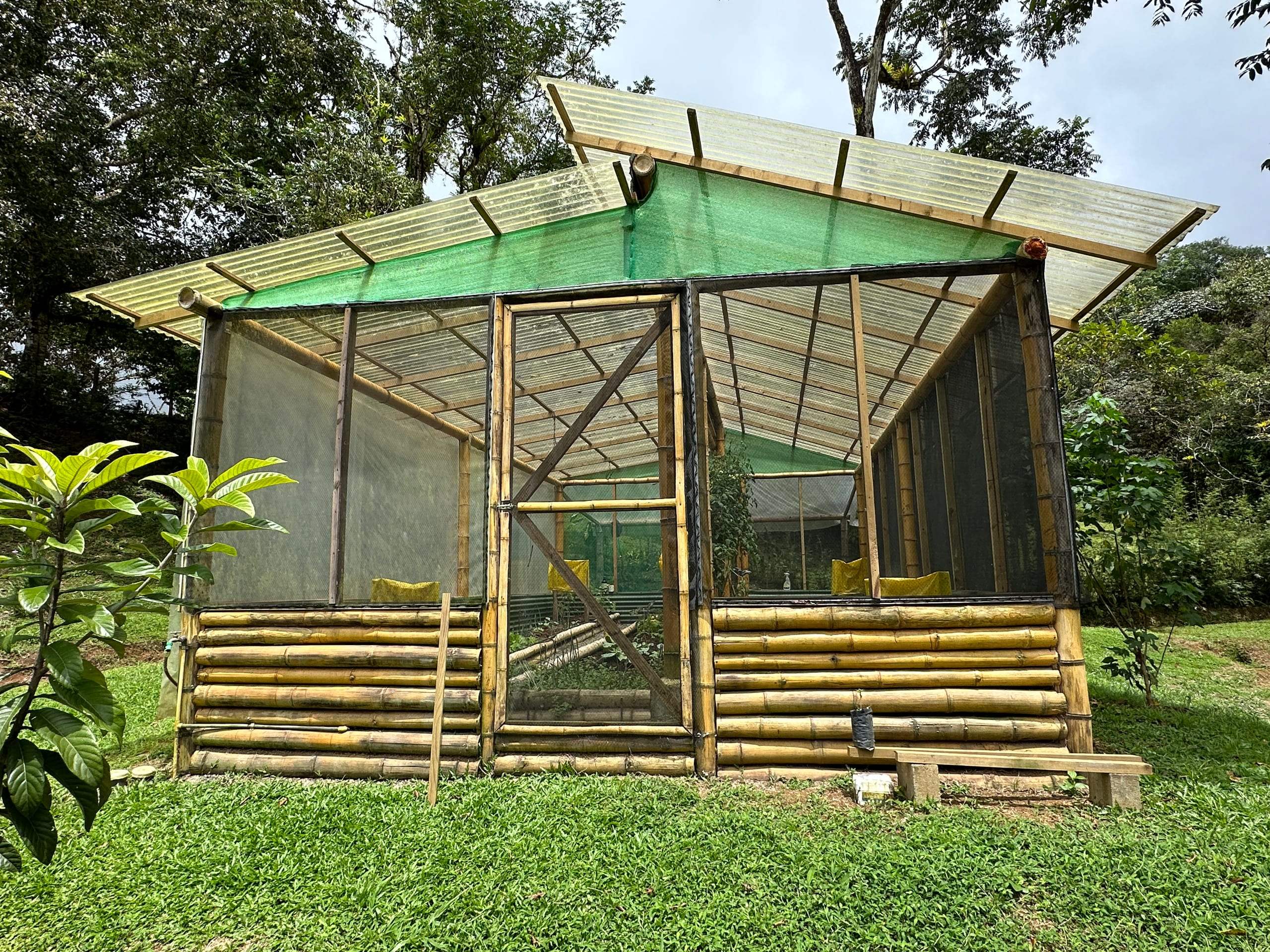The greenhouse doorway standing open, an avocado tree in front of it