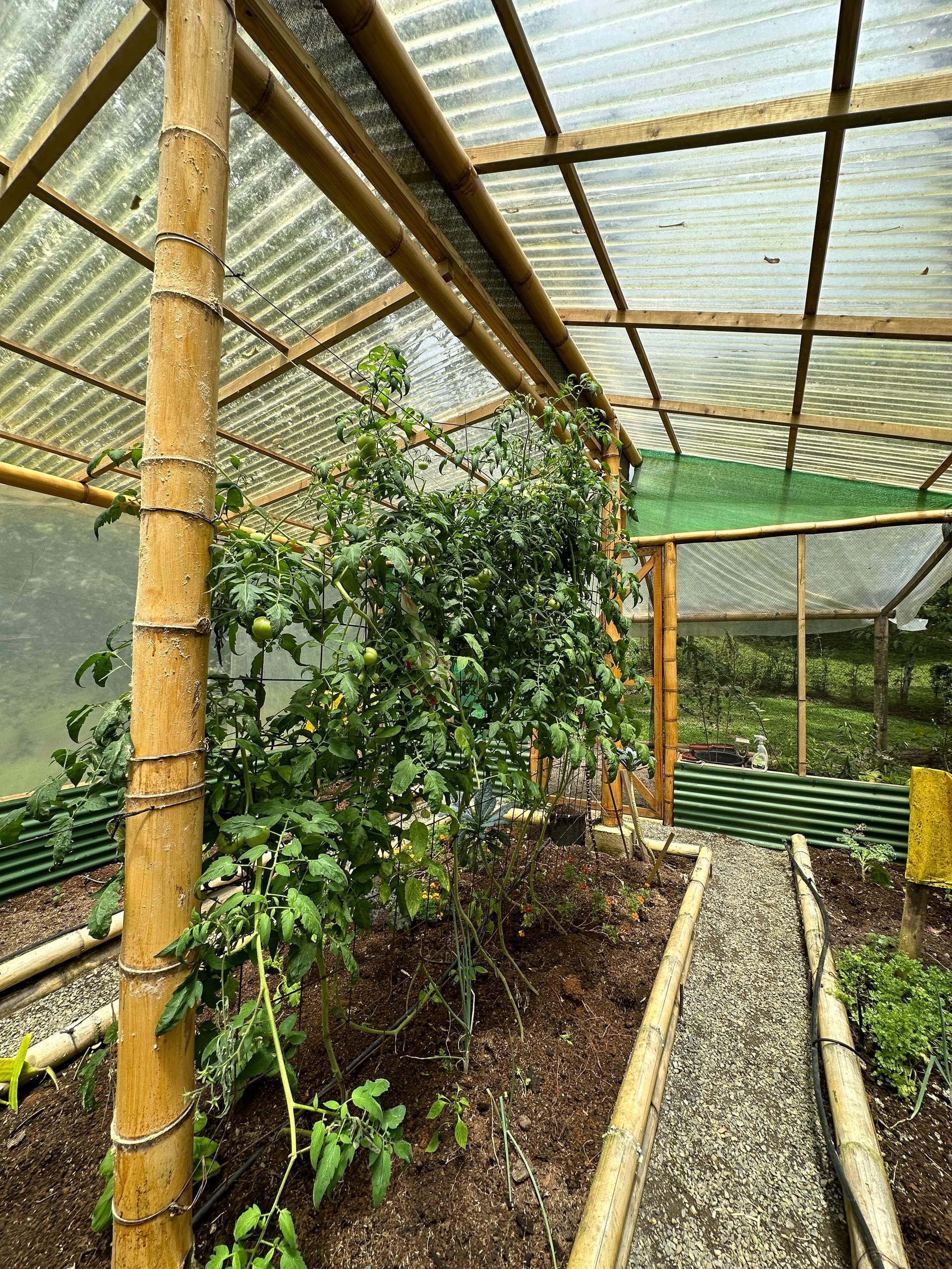 Tomatoes climbing their supports along the length of a bed