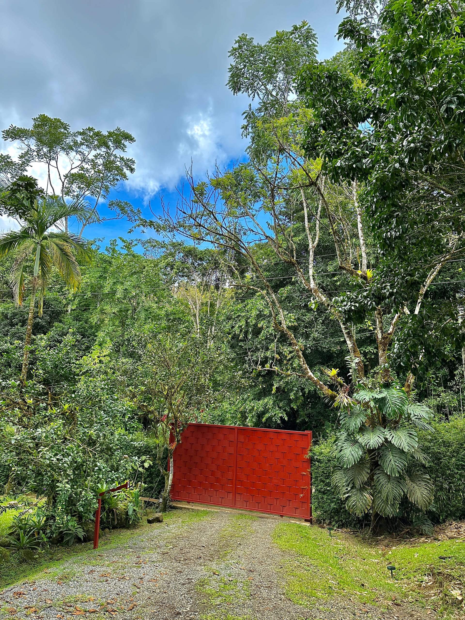 The forest edge at the boundary of the clearing