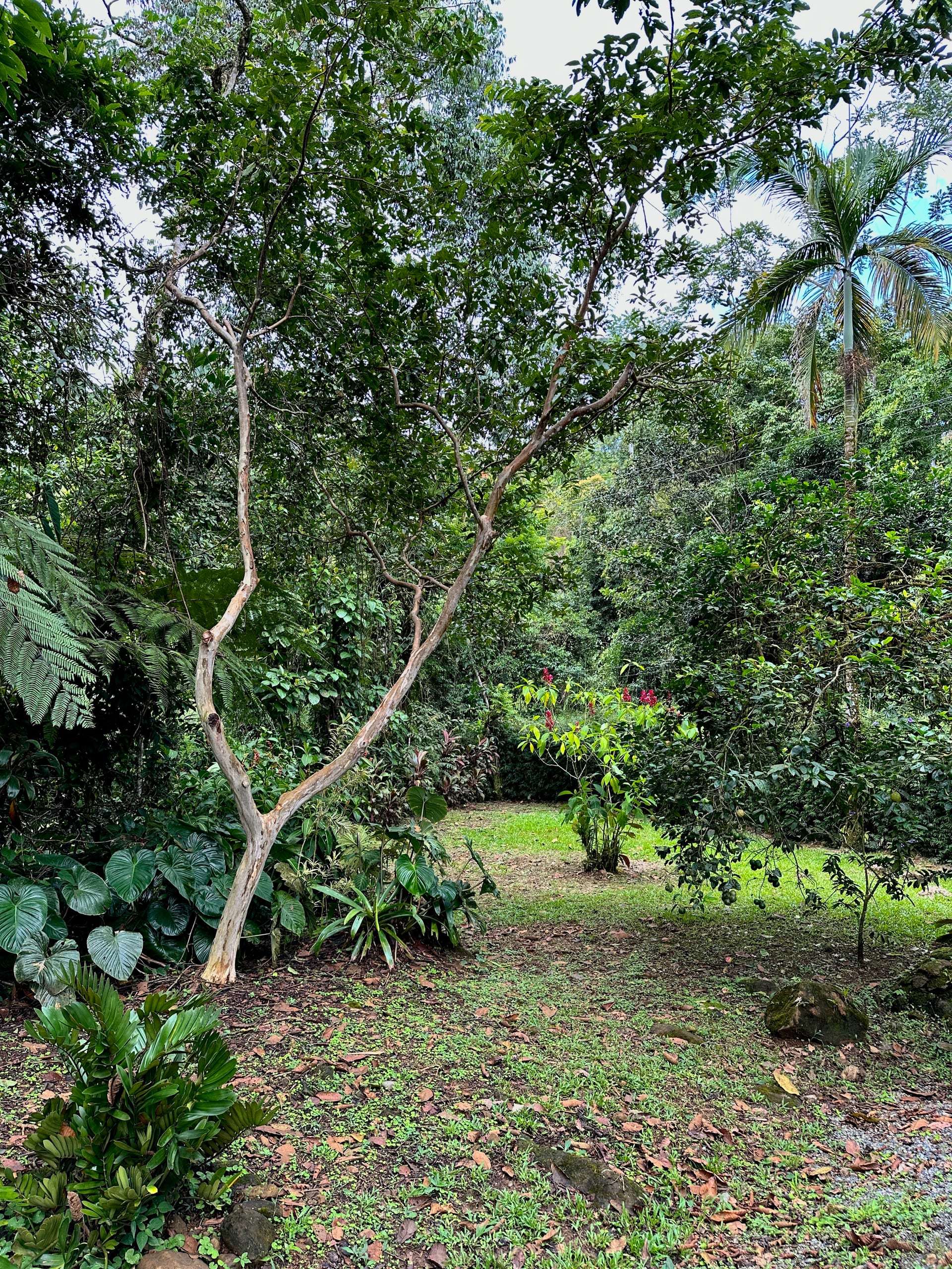 Palms and broadleaf jungle layered up the slope behind the clearing