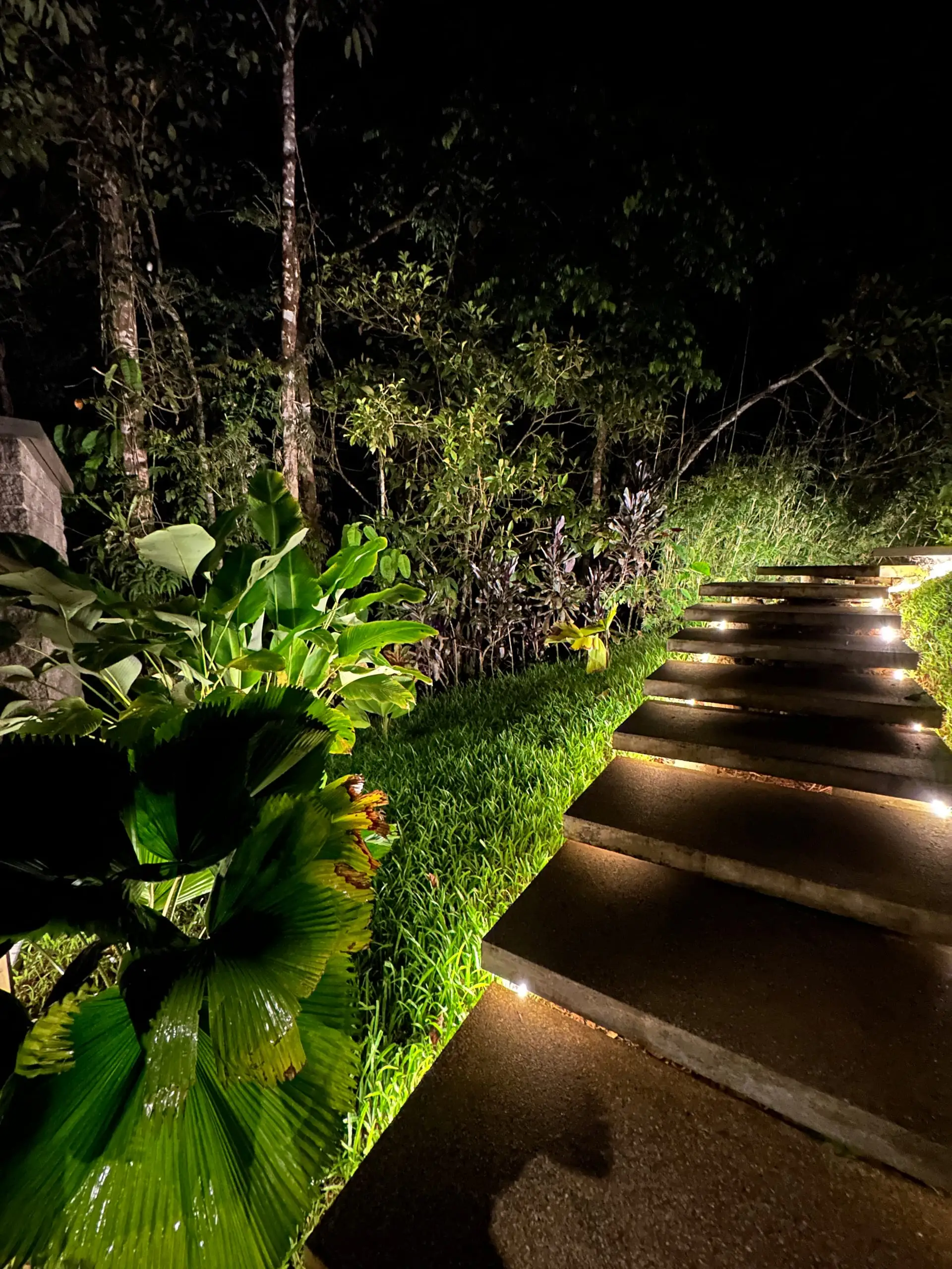 Ground-lit stone steps climbing through planting after dark