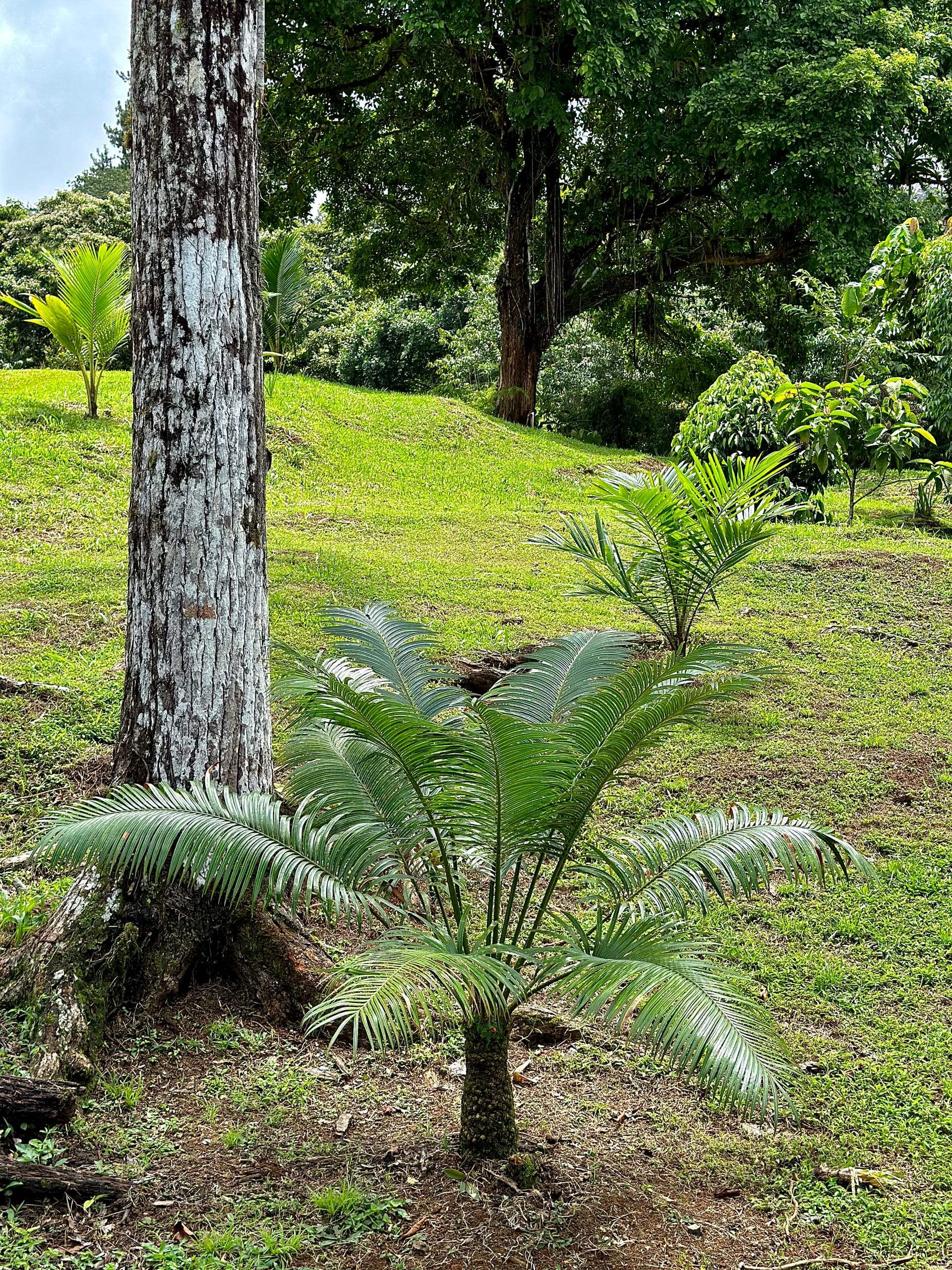 Cycads and palms on the open lawn beneath a mature tree