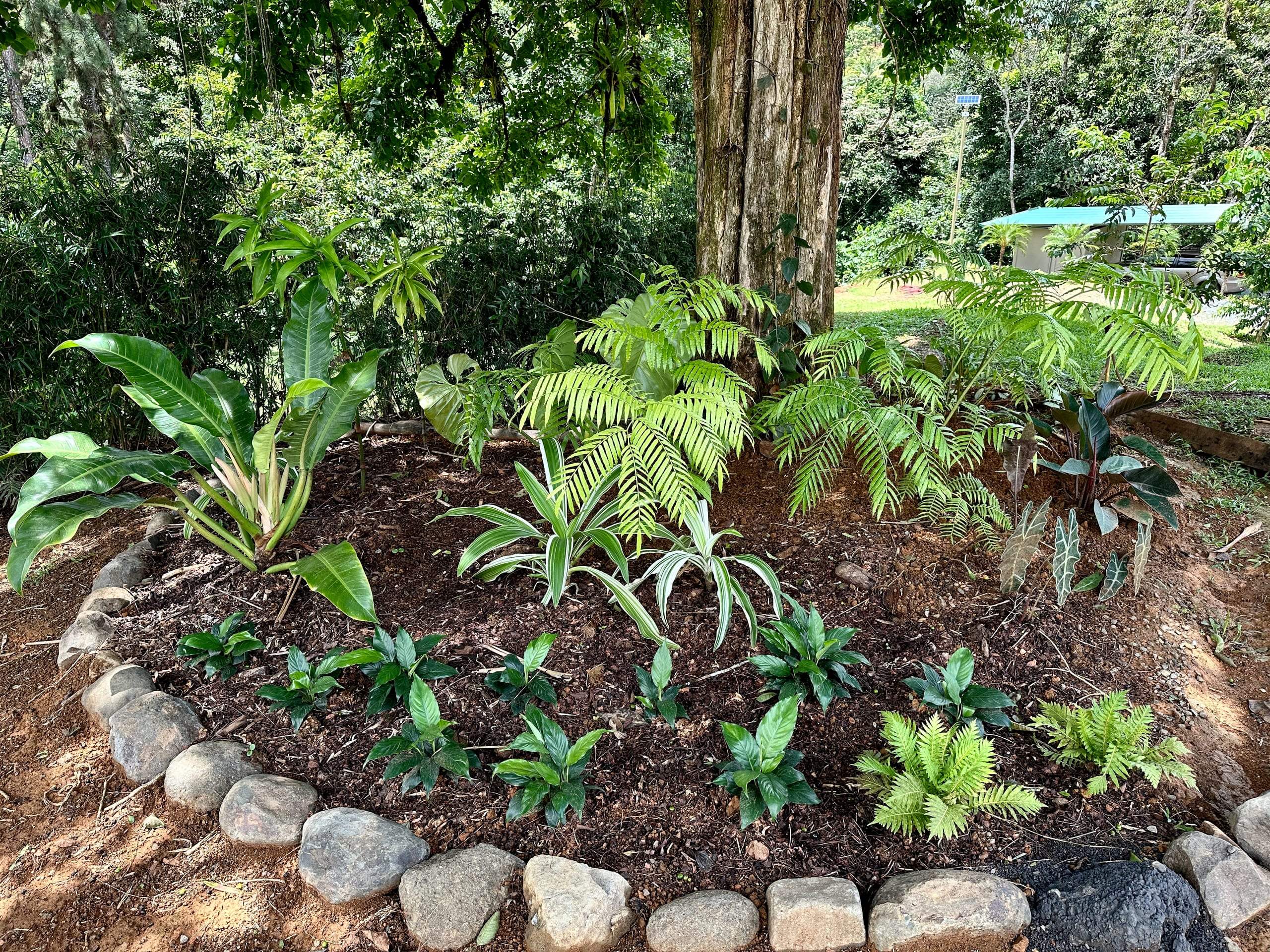 A planted bed of bromeliads and ferns edged with river stone