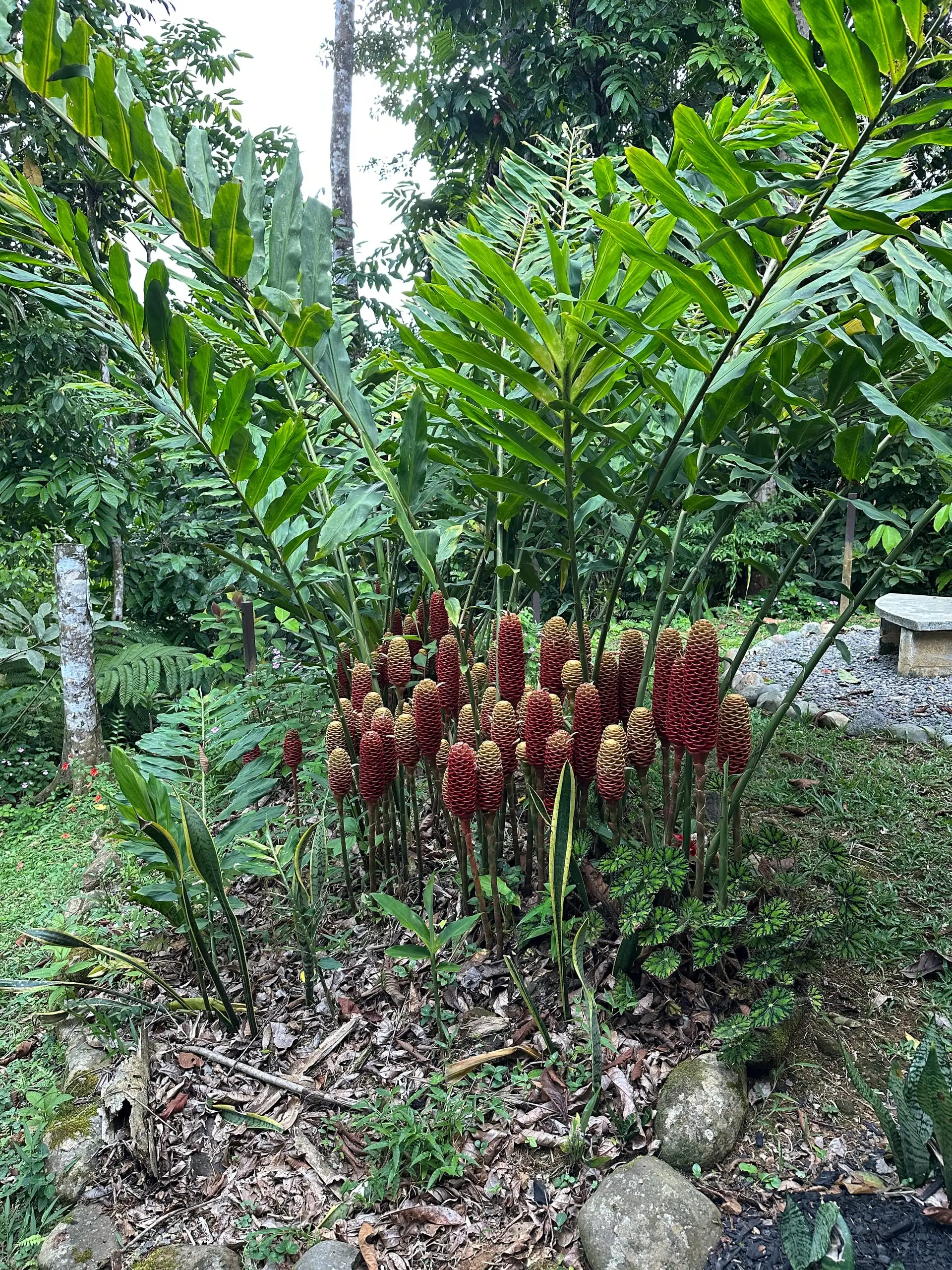 Red ginger flowering in the planting beds
