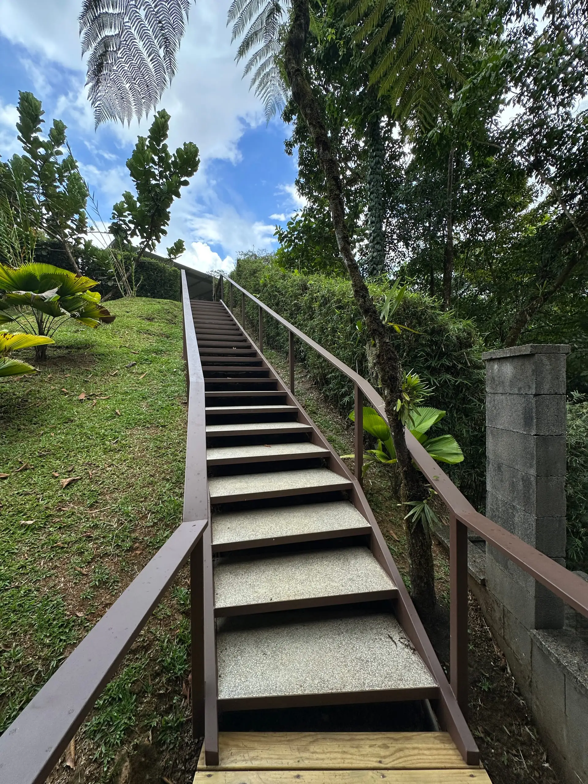 The long flight of concrete steps up to the carport, the outdoor shower at its foot